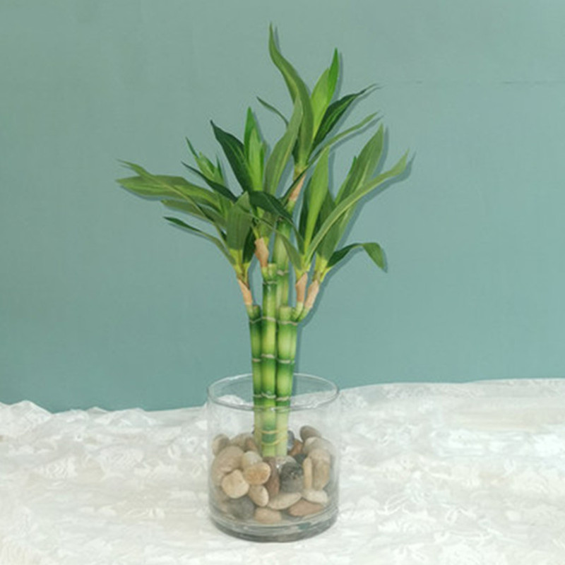 Echeveria Succulent - Neue 40cm Künstliche Glücksbambus-Sukkulentenpflanze, Grüne Topfpflanze