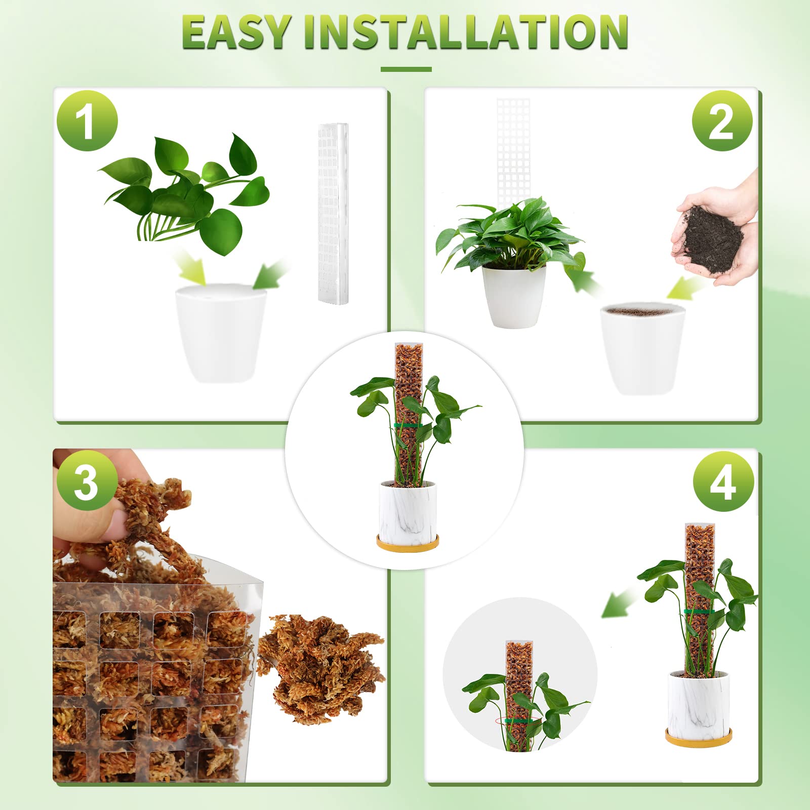 Moosstangen, Pflanzen, Pflanze – Echeveria Succulent Bewertung und Preis