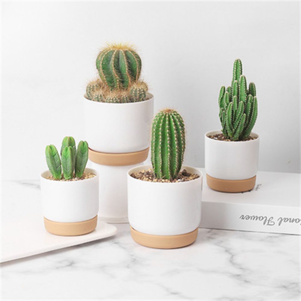 Runder Kaktus-Sukkulenten-Blum – Echeveria Succulent Bewertung und Preis