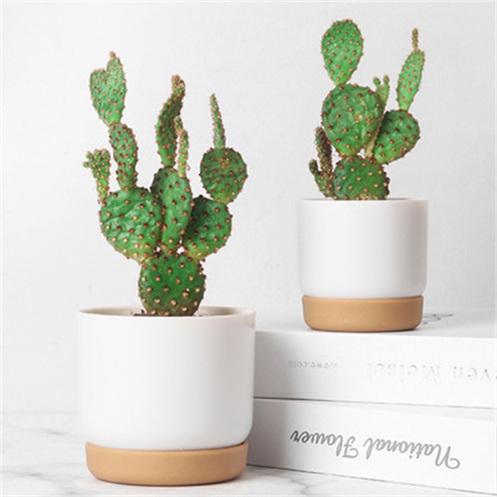 Runder Kaktus-Sukkulenten-Blum – Echeveria Succulent Bewertung und Preis