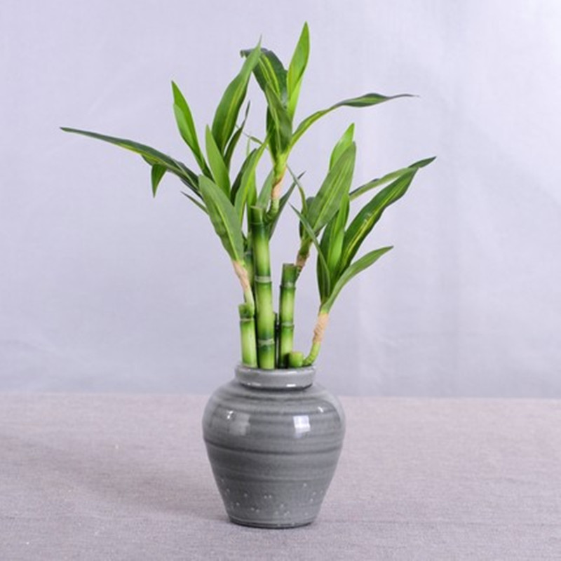 Neue 40cm Künstliche Glücksbam – Echeveria Succulent Bewertung und Preis
