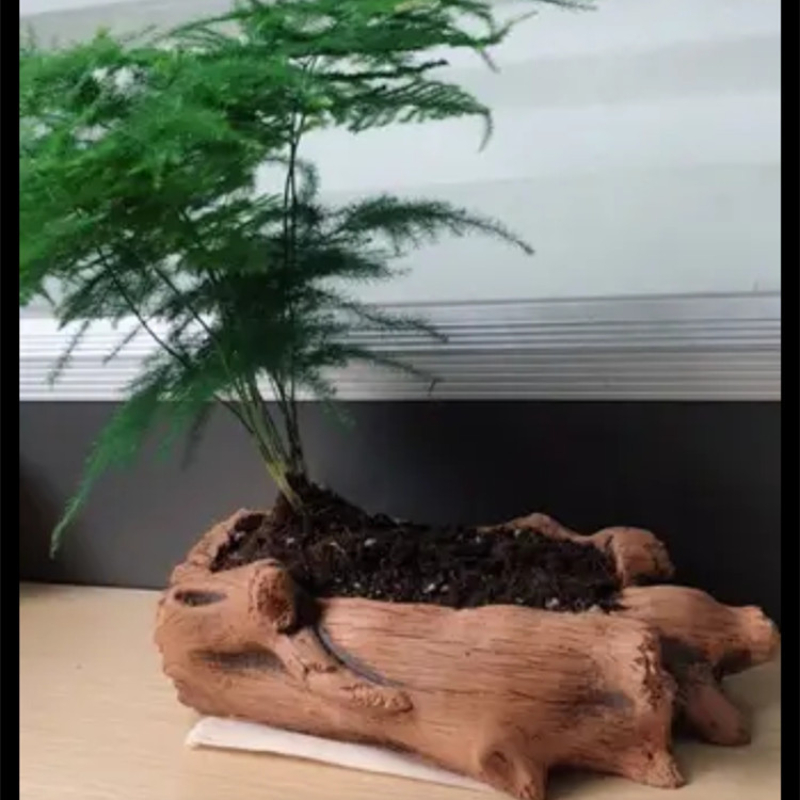Nachahmung Holzpfähle Baumwurz – Echeveria Succulent Bewertung und Preis