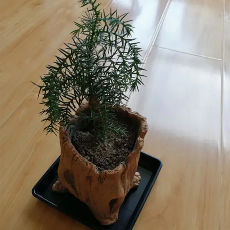 Nachahmung Holzpfähle Baumwurz – Echeveria Succulent Bewertung und Preis